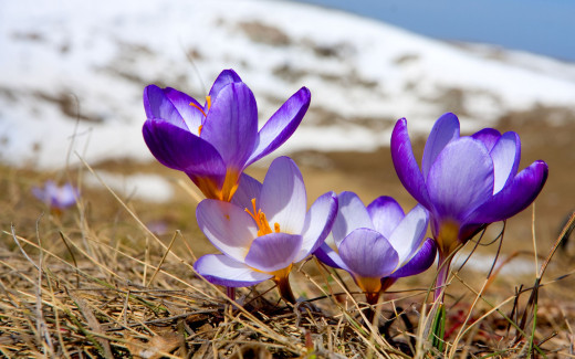 510487 (a): :2560x1600